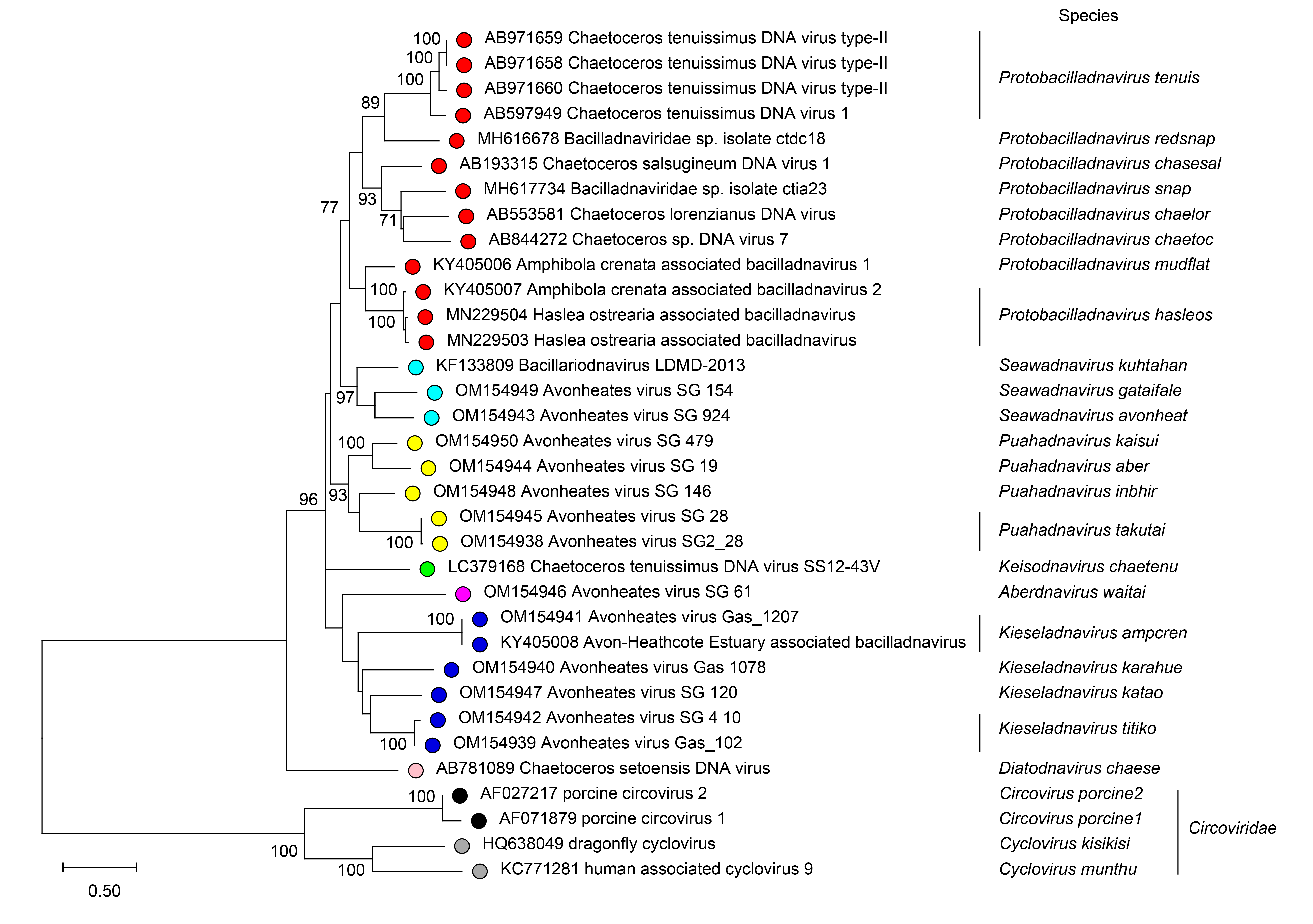Bacilladnaviridae phylogeny