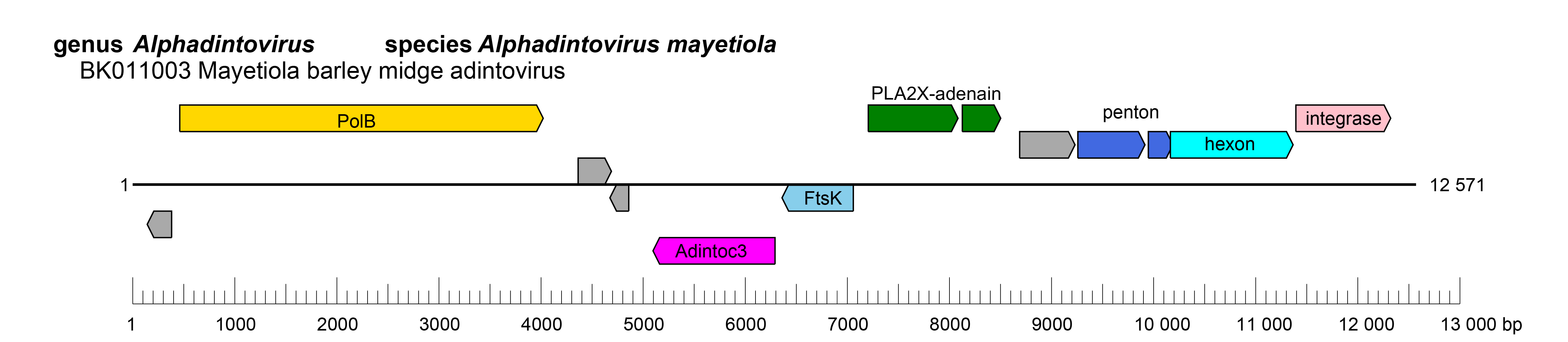 Eupolintoviridae genome