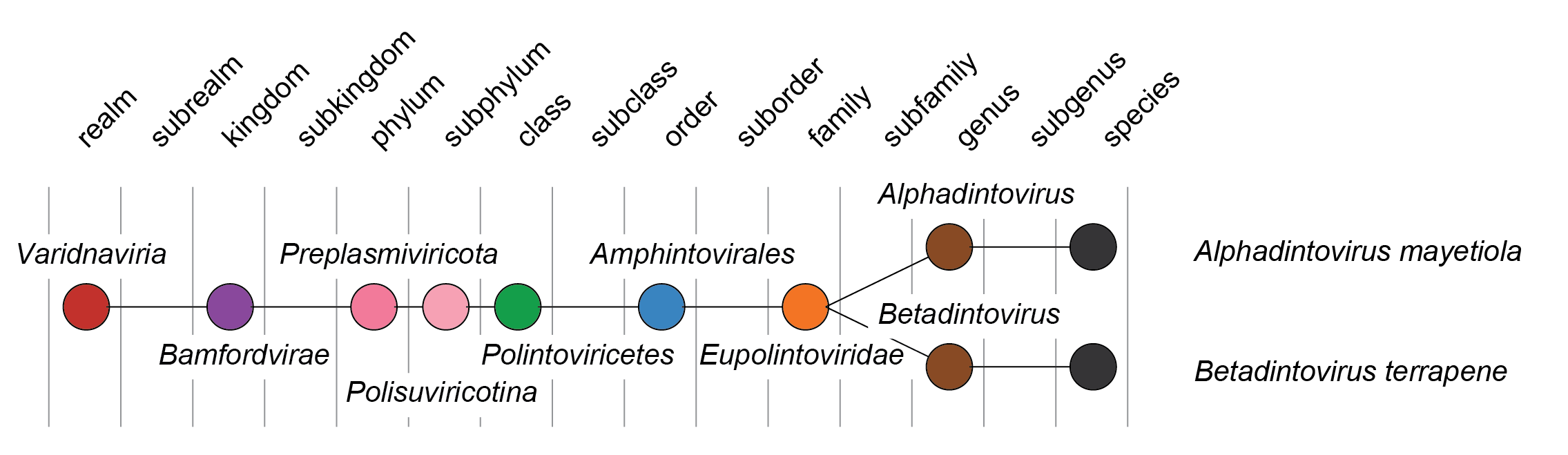Eupolintoviridae taxonomy
