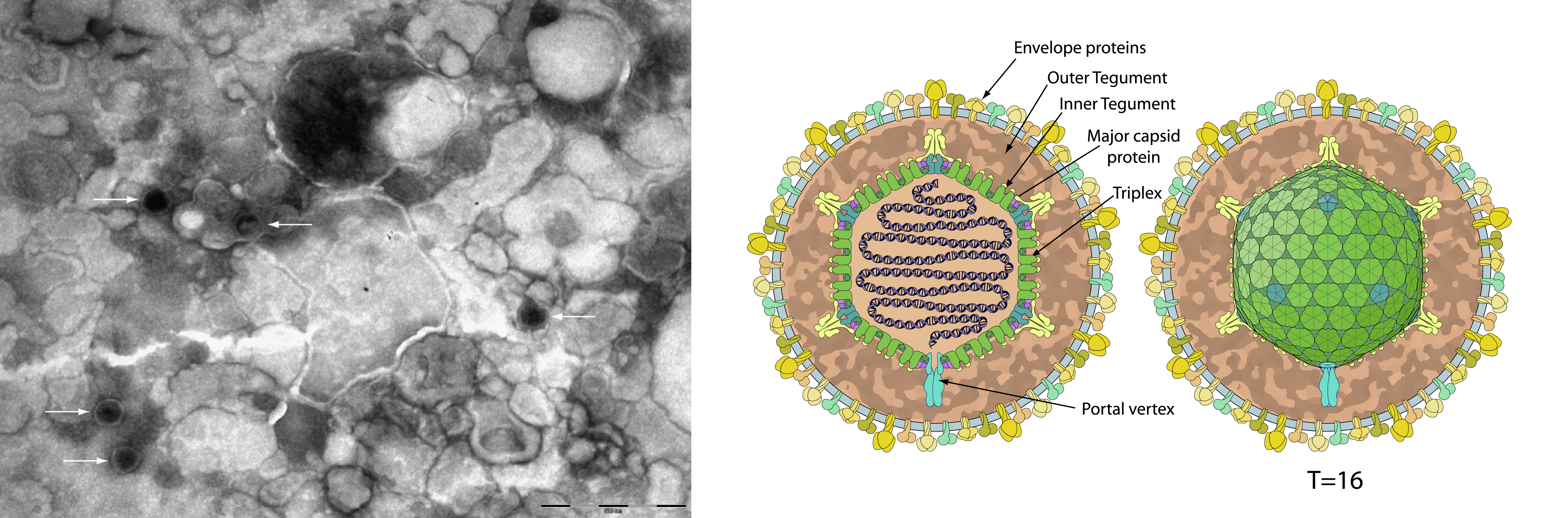 Malacoherpesviridae