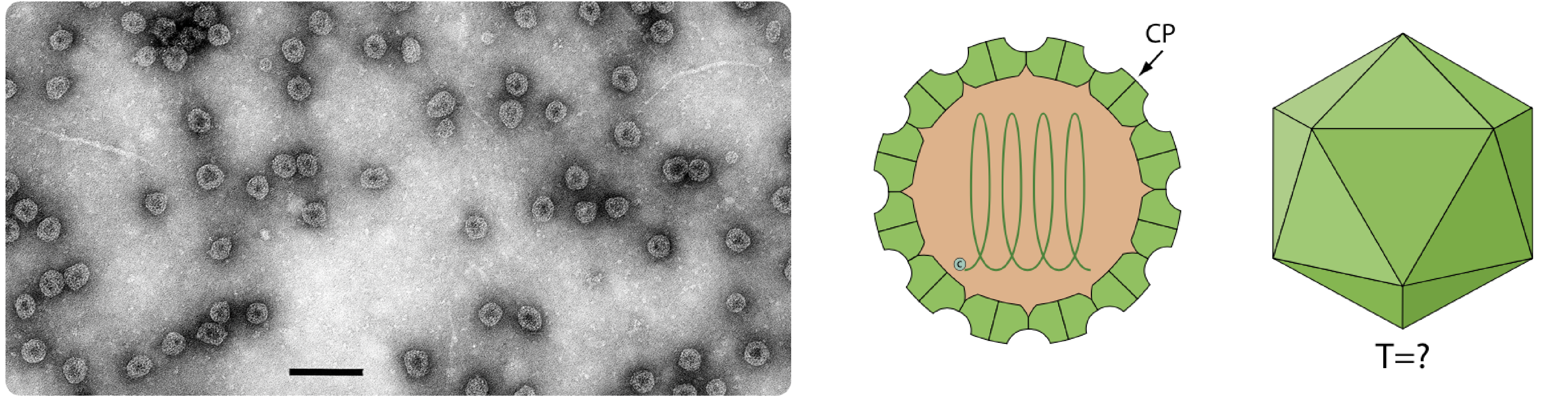 Mayoviridae virion